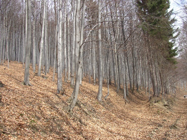 600x450 pixels (211K)